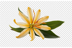 Vanille de Madagascar