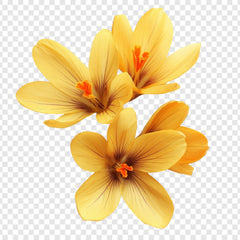 Ylang-ylang