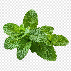 Menthe