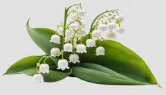 Muguet