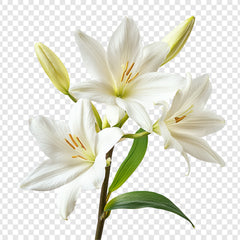 Lys