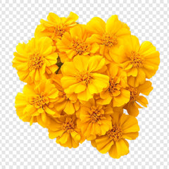 Immortelle