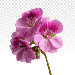 Géranium