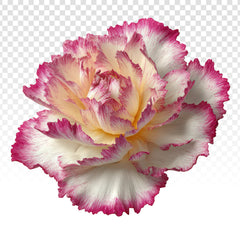 Œillet