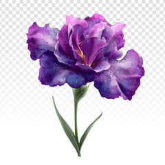 Violette