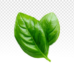 Basilic
