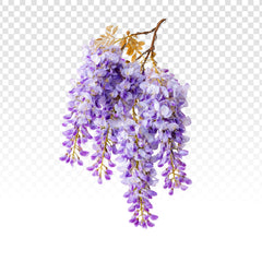 Héliotrope