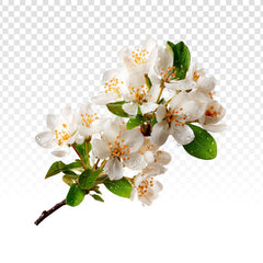 Fleur d'oranger