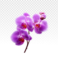 Orchidée