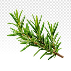 Romarin