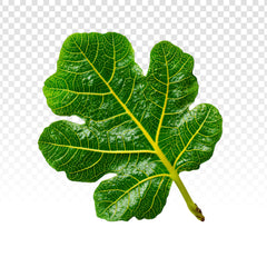 Feuille de figuier
