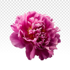 Pivoine