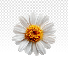 Camomille