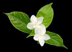 Jasmin Sambac