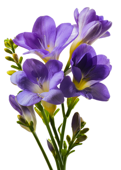 Freesia